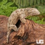 ug_Baby_Offshore_x_Nu_Ami_Leachianus_Gecko_2.jpg