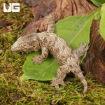 ug_Baby_Offshore_x_Nu_Ami_Leachianus_Gecko_1.jpg
