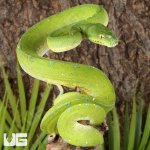 UG_Cyclops Green Tree Python_4.jpg