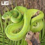 UG_Cyclops Green Tree Python_3.jpg