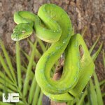 UG_Cyclops Green Tree Python_2.jpg
