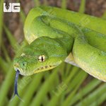 UG_Cyclops Green Tree Python_1.jpg
