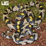 ug_Mandarin Ratsnake_4.jpg