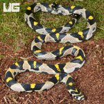 ug_Mandarin Ratsnake_3.jpg