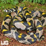 ug_Mandarin Ratsnake_2.jpg
