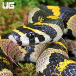 ug_Mandarin Ratsnake_1.jpg