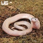 ug_Leucistic_Indonesian_Spitting_Cobra_4.jpg