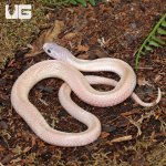 ug_Leucistic_Indonesian_Spitting_Cobra_3.jpg
