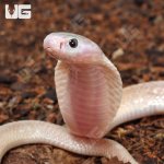 ug_Leucistic_Indonesian_Spitting_Cobra_2.jpg