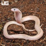 ug_Leucistic_Indonesian_Spitting_Cobra_1.jpg