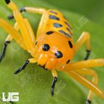 ug_Pikachu_Spider_3.jpg