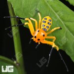ug_Pikachu_Spider_2.jpg