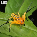 ug_Pikachu_Spider_1.jpg