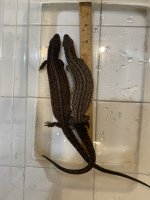 IMG_4202.jpeg
