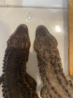 IMG_4204.jpeg