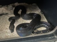 IMG_1106.jpeg