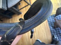 IMG_1111.jpeg