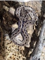 IMG_5174.jpeg