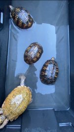 IMG_5660.jpeg