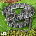 ug_Plain Belly Water Snake_4.jpg
