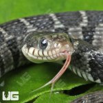 ug_Plain Belly Water Snake_3.jpg