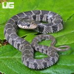 ug_Plain Belly Water Snake_2.jpg