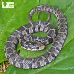 ug_Plain Belly Water Snake_1.jpg