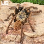 ug_Adult Lam Dong Tarantula_4.jpg