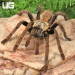 ug_Adult Lam Dong Tarantula_3.jpg