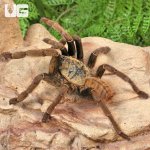 ug_Adult Lam Dong Tarantula_2.jpg