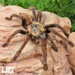 ug_Adult Lam Dong Tarantula_1.jpg