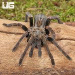 ug_Veronica_Dwarf_Earth_Tiger_Tarantula_3-4_4.jpg