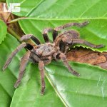 ug_Veronica_Dwarf_Earth_Tiger_Tarantula_3-4_3.jpg