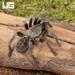 ug_Veronica_Dwarf_Earth_Tiger_Tarantula_3-4_1.jpg