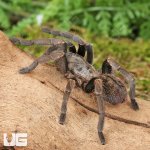 ug_Veronica_Dwarf_Earth_Tiger_Tarantula_3-4_2.jpg