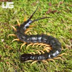 ug_Vietnamese Centipede_3.jpg