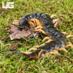 ug_Vietnamese Centipede_2.jpg
