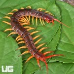 ug_Vietnamese_Centipede_4.jpg