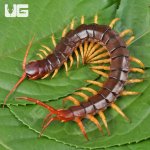 ug_Vietnamese_Centipede_3.jpg