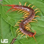 ug_Vietnamese_Centipede_2.jpg