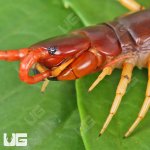 ug_Vietnamese_Centipede_1.jpg