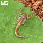 ug_Keys Scorpion_4.jpg