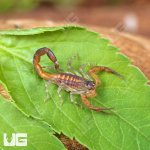 ug_Keys Scorpion_3.jpg