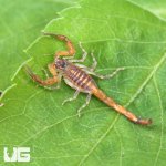 ug_Keys Scorpion_2.jpg