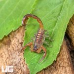 ug_Keys Scorpion_1.jpg