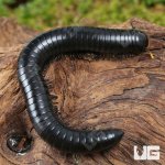 ug_Talaibu Island Black Millipede_4.jpg