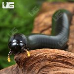 ug_Talaibu Island Black Millipede_3.jpg