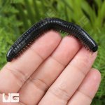 ug_Talaibu Island Black Millipede_2.jpg