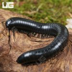 ug_Talaibu Island Black Millipede_1.jpg