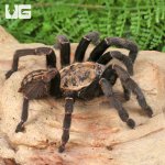 ug_Bach Ma Earth Tiger Tarantula_4.jpg